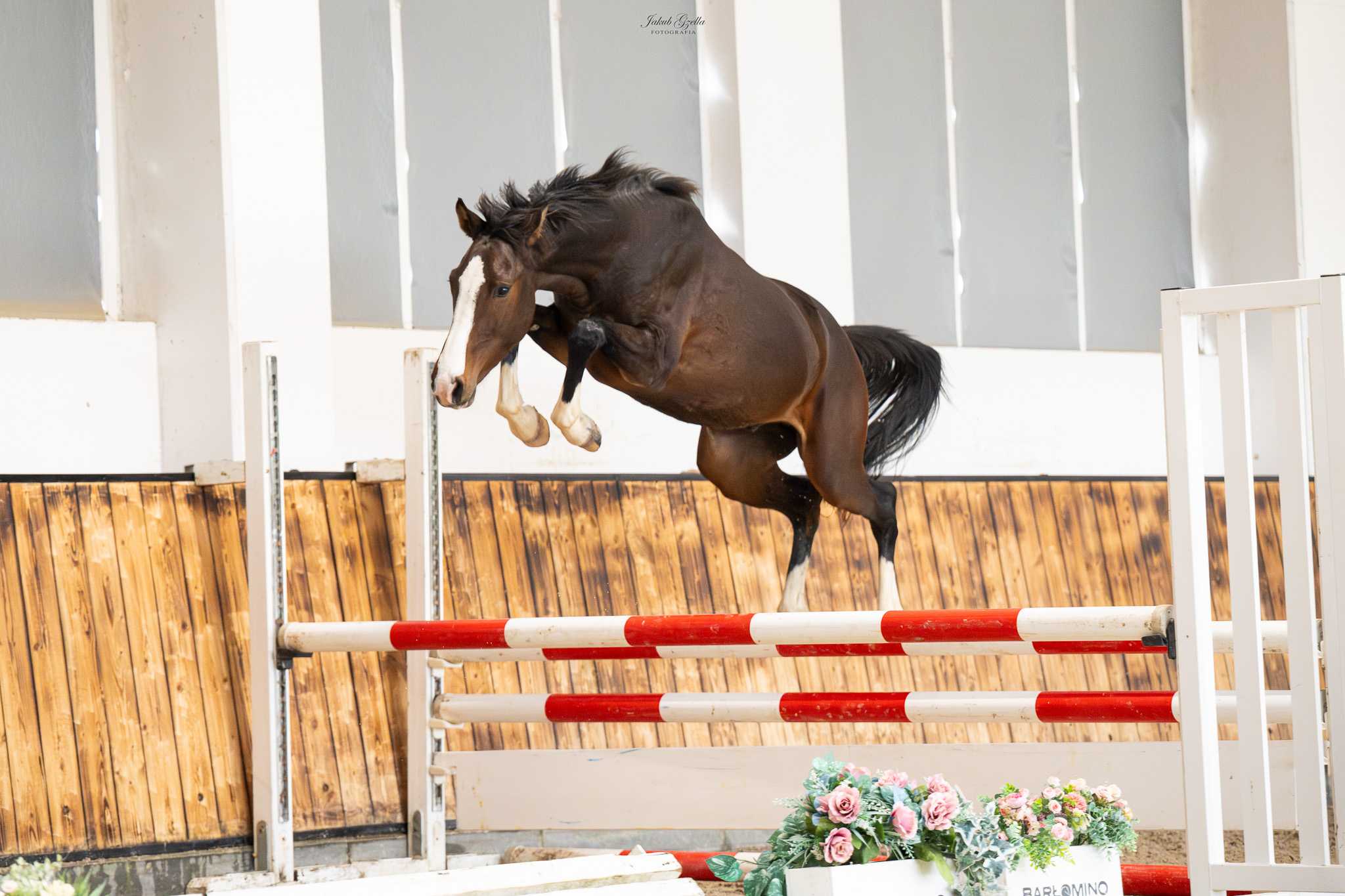 MY PRECIOUS NH — Holsteiner · Stallion · 5y